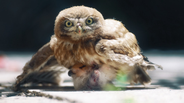 Small owl ground green object free wallpaper - medium preview image