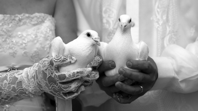 Coupled birds wedding hands conceptual free wallpaper - medium preview image