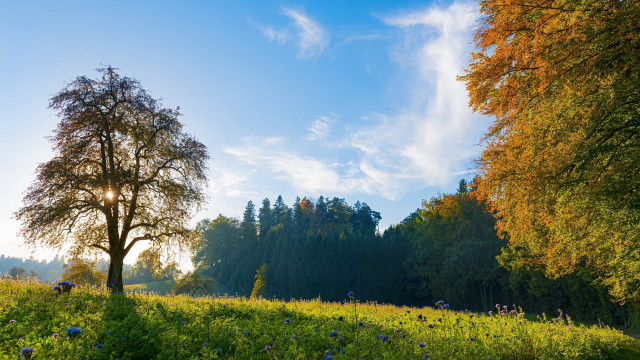 Tree field clouds blueflowers nature free wallpaper - medium preview image