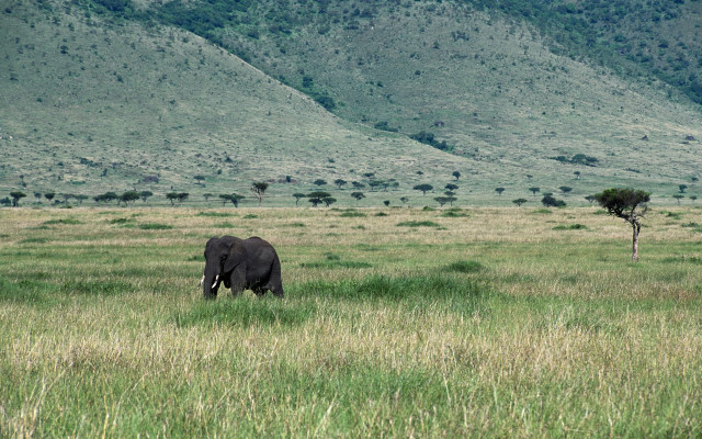 Elephant grassy field tree hills free wallpaper - medium preview image
