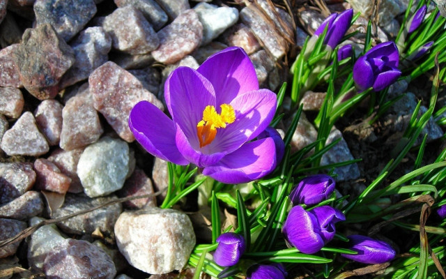 Purple flower rocks grass macro free wallpaper - medium preview image