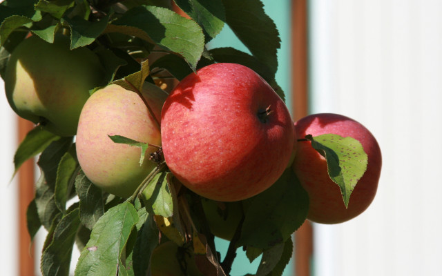 Apple tree fall harvest blurry free wallpaper - medium preview image