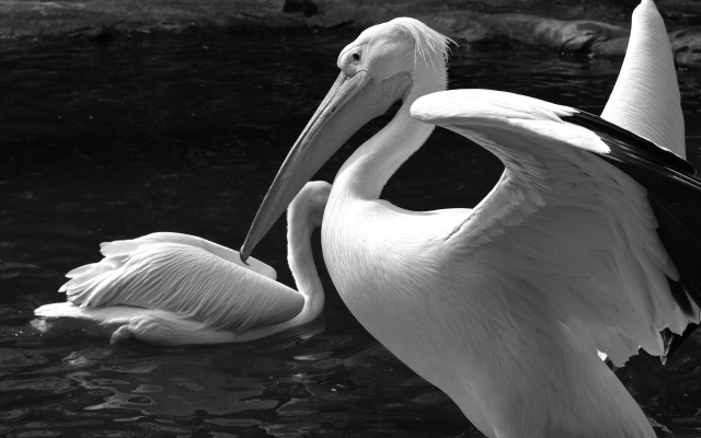 Birds in water beak touch free wallpaper - medium preview image