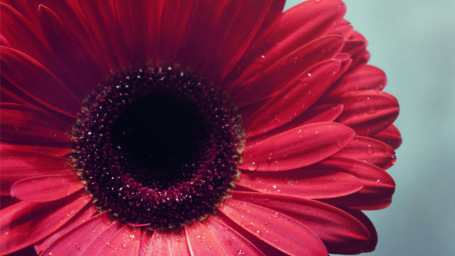Red flower water droplets blue #4 free wallpaper - medium preview image