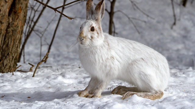 White rabbit snow tree branch #2 free wallpaper - medium preview image