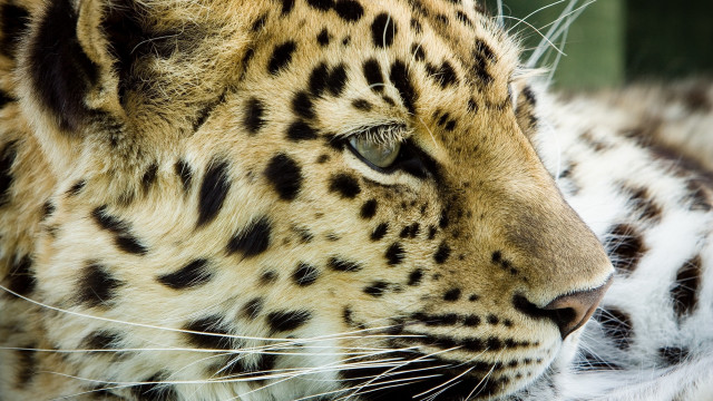 Leopard closeup blurry background jigsaw free wallpaper - medium preview image