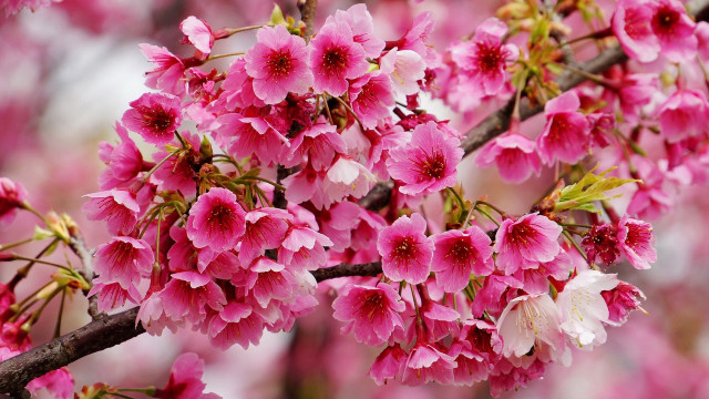 Pink flower tree spring blurry free wallpaper - medium preview image