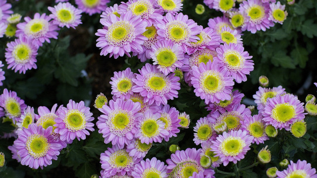 Purple flowers yellow centers garden free wallpaper - medium preview image