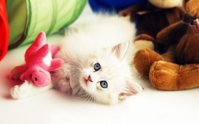 White cat stuffed animals still free wallpaper - medium preview image