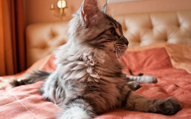 Cat bed looking up muzzle free wallpaper - medium preview image