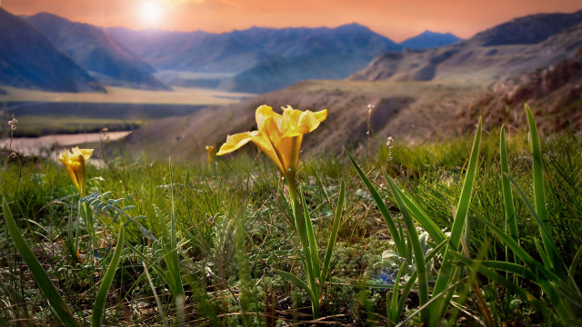 Yellow flower grass mountains river free wallpaper - medium preview image
