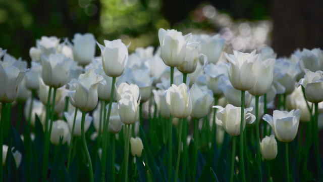 White tulips green grass blurry free wallpaper - medium preview image
