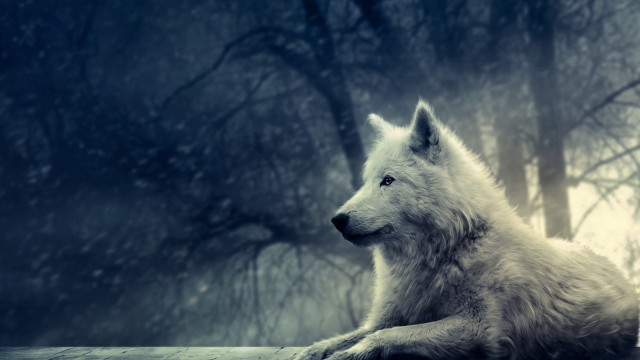 White wolf forest snowy mountain free wallpaper - medium preview image