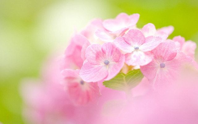 Pink flower macro blurry background #13 free wallpaper - medium preview image