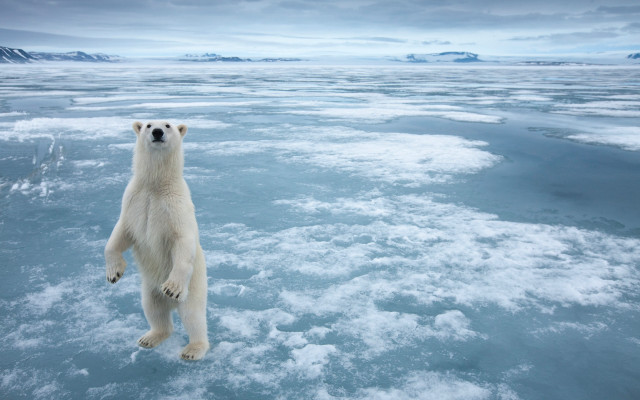 Polar bear frozen lake mountains #2 free wallpaper - medium preview image