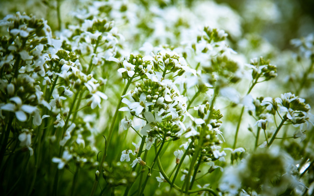 White flower garden macro blurry free wallpaper - medium preview image