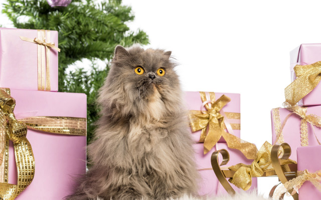 Cat presents christmas tree artist free wallpaper - medium preview image
