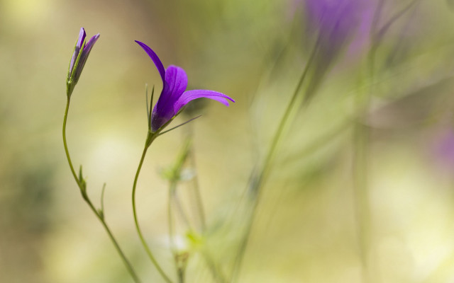 Purple flower field butterfly macro #2 free wallpaper - medium preview image