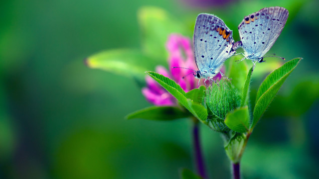 Butterflies flower field macro blurry free wallpaper - medium preview image