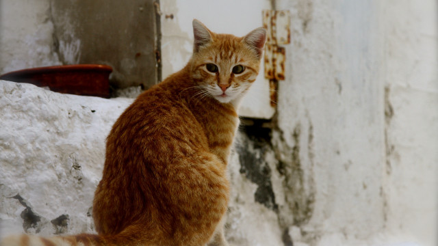 Cat ledge outdoor door rusted free wallpaper - medium preview image