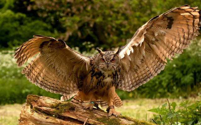 Large owl on log forest free wallpaper - medium preview image