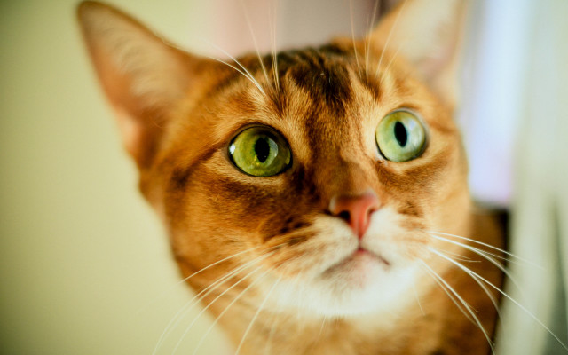 Black cat green eyes photorealistic #2 free wallpaper - medium preview image