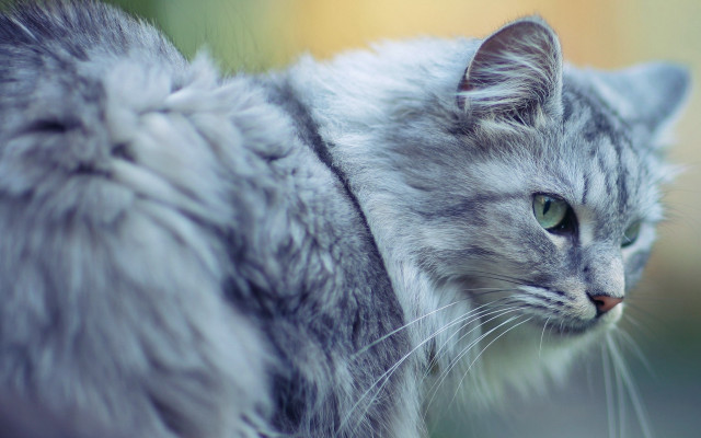 Cat green eyes staring blurry #2 free wallpaper - medium preview image