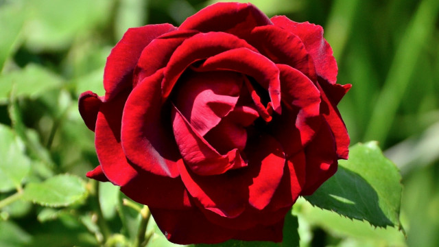 Red rose green leaves blurry #5 free wallpaper - medium preview image