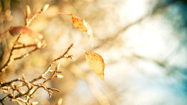 Branch leaves sky autumn blurry free wallpaper - medium preview image