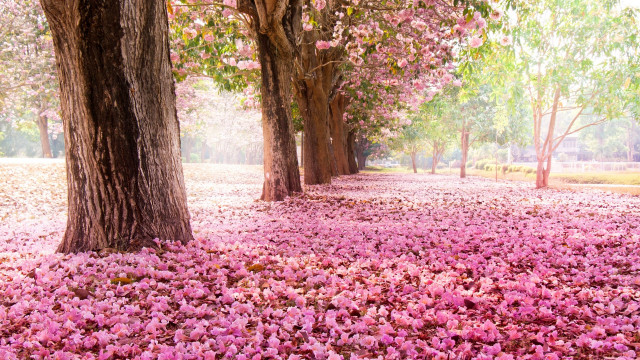 Pink flower carpet park bench free wallpaper - medium preview image