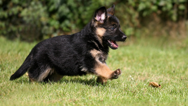 Dog running toy shiba inu free wallpaper - medium preview image