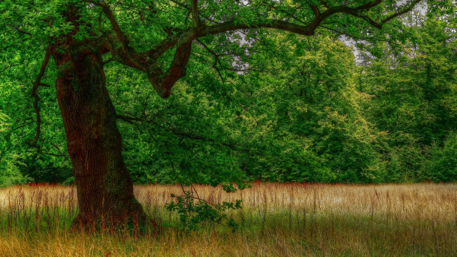 Large tree grassy field bench free wallpaper - medium preview image