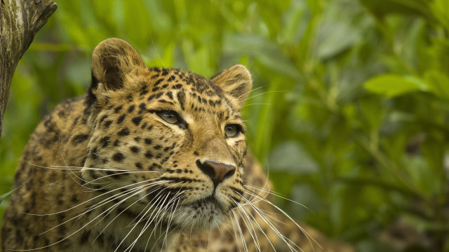 Leopard forest bokeh depth nature free wallpaper - medium preview image
