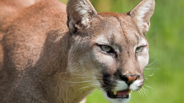 Mountain lion closeup blurry background #2 free wallpaper - medium preview image