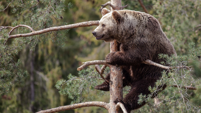 Brown bear climbing tree branch #2 free wallpaper - medium preview image