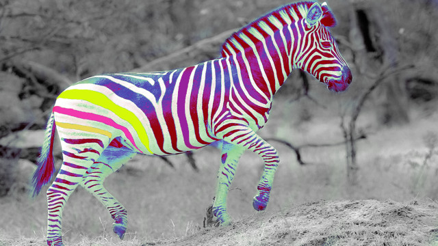 Zebra field trees grass psychedelic free wallpaper - medium preview image