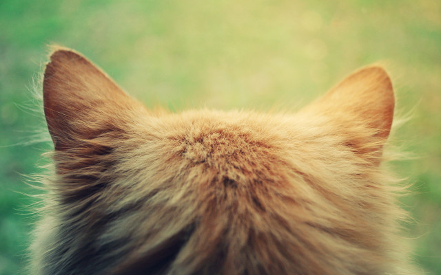 Cat looking dandelion grass nature free wallpaper - medium preview image