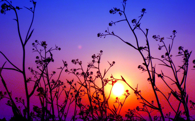 Sunset branches flowers purple sky free wallpaper - medium preview image