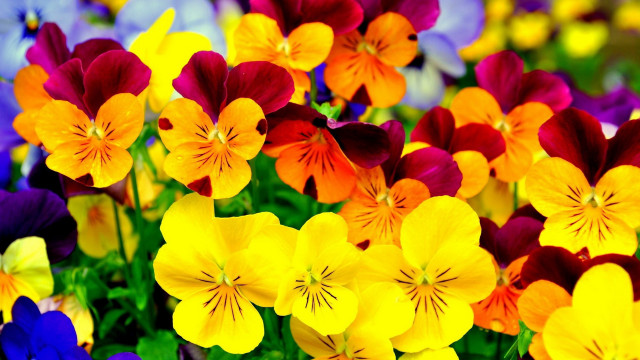 Colorful flower puzzle blurry field free wallpaper - medium preview image