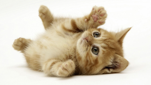 Kitten rolling back paws up free wallpaper - medium preview image
