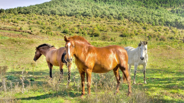 Horses mountain field forest bush free wallpaper - medium preview image