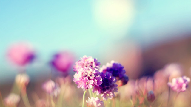 Purple flower field blue sky #2 free wallpaper - medium preview image