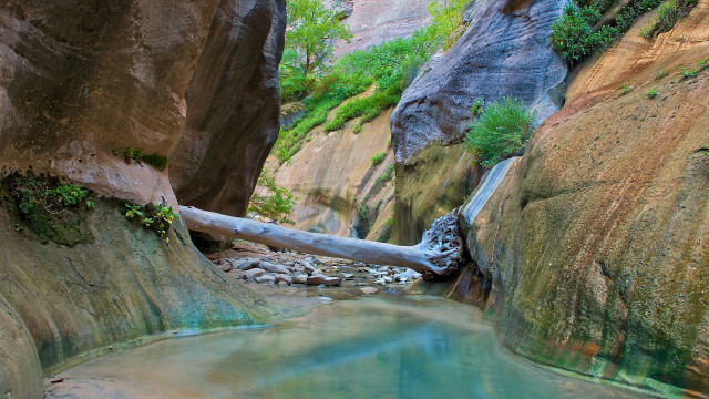 Narrow river canyon fallen branch free wallpaper - medium preview image