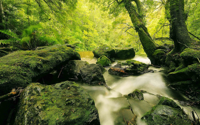 Lush green forest stream rocks #4 free wallpaper - medium preview image
