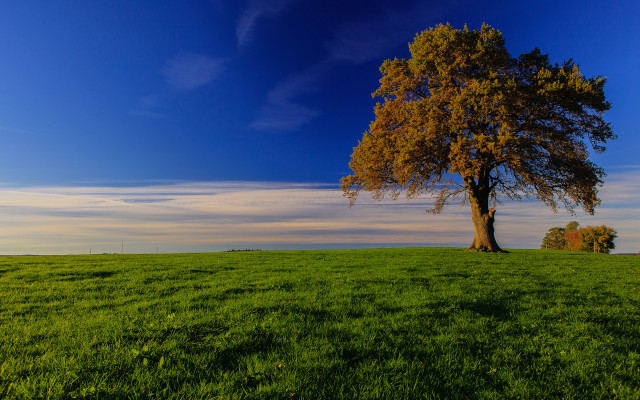 Lone tree grassy field blue free wallpaper - medium preview image
