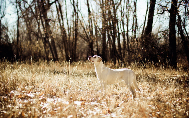 Dog field trees autumn tiltshift free wallpaper - medium preview image