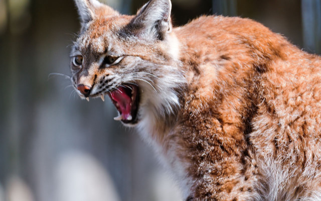 Cat open mouth sharp claws #6 free wallpaper - medium preview image