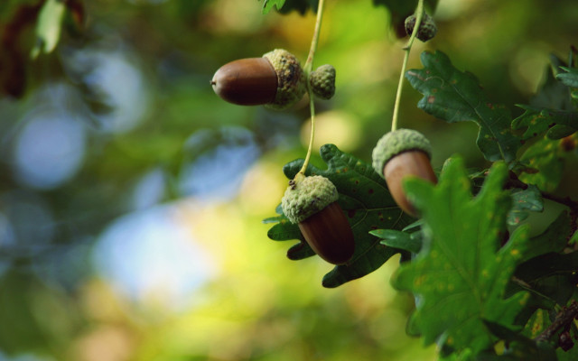 Tree acorns leaves macro bokeh free wallpaper - medium preview image