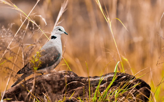 Bird rock grass tiltshift animal free wallpaper - medium preview image