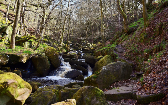 Forest river mossy rocks nature free wallpaper - medium preview image